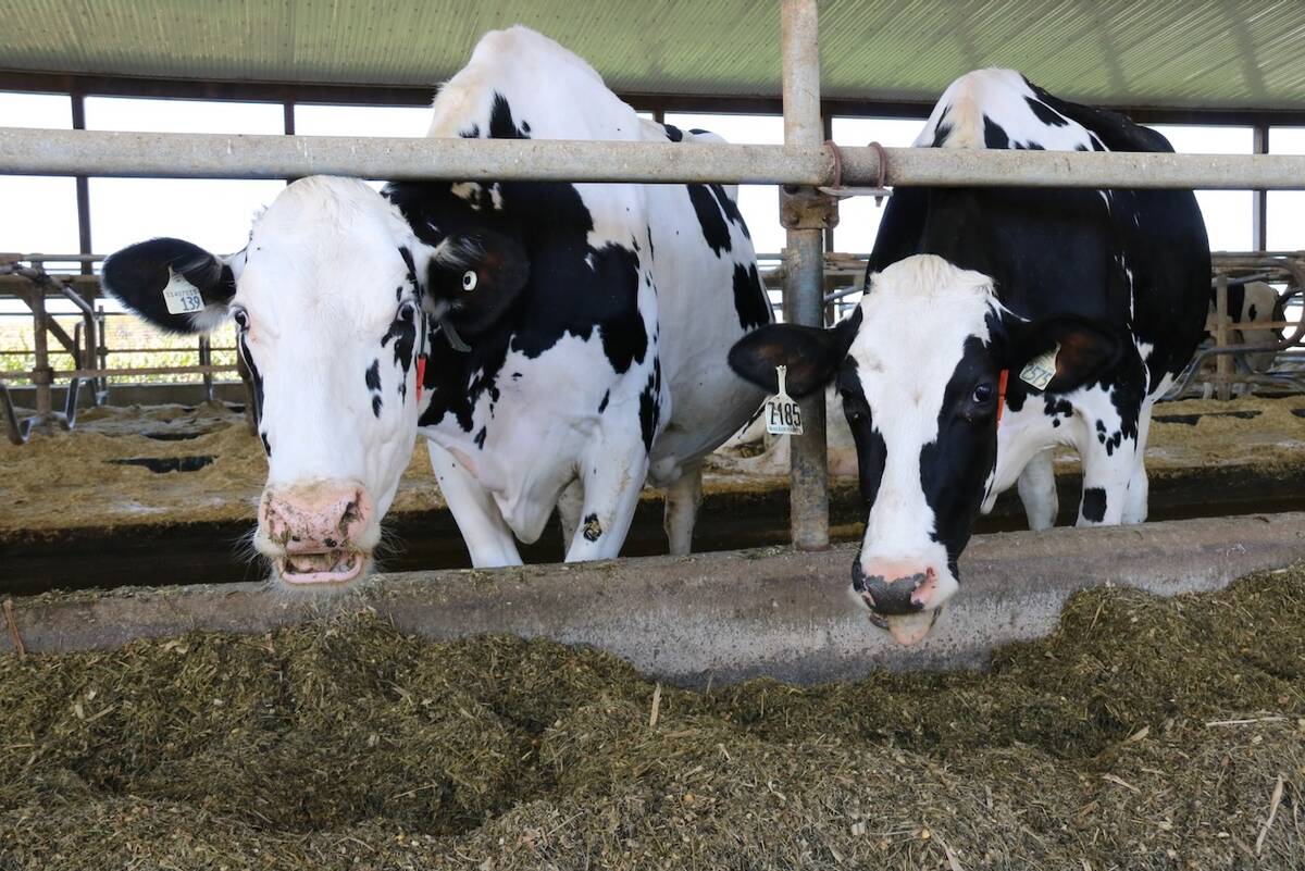 Dairy cows in a barn.