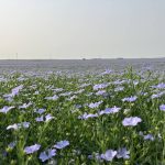 A good year for flax could lead to more acres in 2026/27
