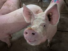The Canadian pork sector attributes $130 million in annual losses to PRRS , which can cause fever, breathing problems, stillborn piglets and death. Photo: Geralyn Wichers
