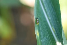 Western corn rootworm on a corn plant. https://www.gettyimages.ca/detail/photo/the-western-corn-rootworm-diabrotica-virgifera-is-royalty-free-image/1556249355?phrase=corn%20rootworm%20Diabrotica%20virgifera%20&searchscope=image%2Cfilm&adppopup=true Getty Images credit: Tomasz Klejdysz
