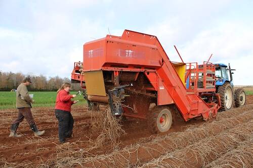 A team of researchers test the potato vine crusher. The technology can tackle seeds as small as two millimetres in diameter. Photo: AAFC. 
