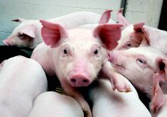 Most swine flu strains in North America have genome segments that were acquired from human strains, because flu viruses have a segmented genome that allows one virus to trade segments of its genome with another strain.  |  File photo