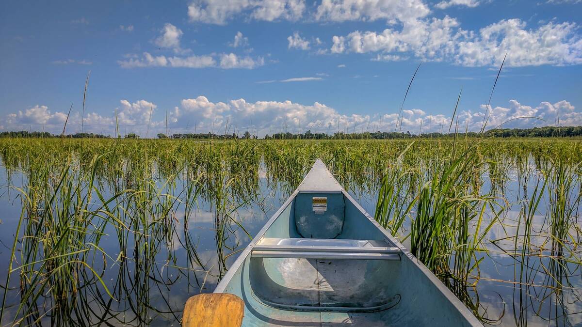 Wild rice or manomin, seen from a canoe on Rainy Lake, on the Ontario-Minnesota border. Photo: International Joint Commission