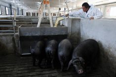 Farm manager Gao Qinshan feeds black pigs in a pen at a pig farm in Taizhou, Jiangsu province, China January 15, 2026. REUTERS/Go Nakamura
