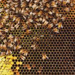 Honeybees swarm around their Queen as she lays eggs inside a beehive. Photo: shaunl/Getty Images Plus
