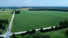 Ontario farmland value has continued to increase where there is livestock density. Photo: File