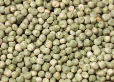 Pea, lentil outlooks have some positive signals – Penner