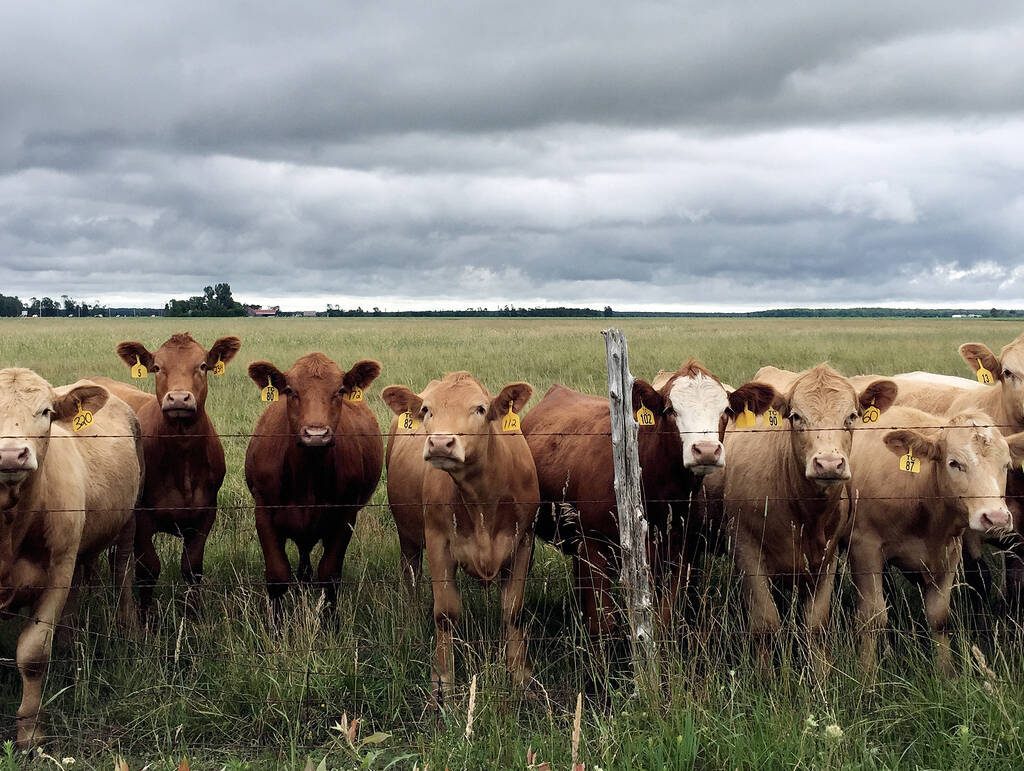 Curious cattle line the fence under a threatening sky in the Grey-Bruce area. Stock Photo by Diana Martin