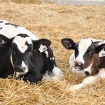 Holstein calves bedded down in straw. Photo: File