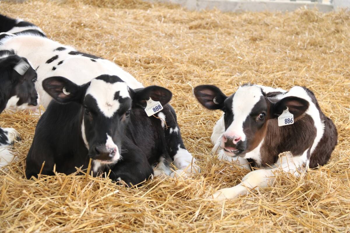 Holstein calves bedded down in straw. Photo: File
