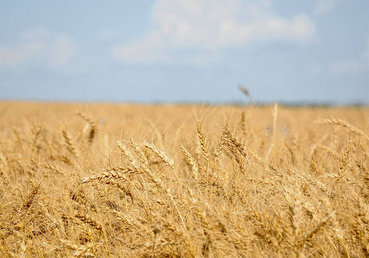 France expects its 2026 soft wheat area to reach 4.59 million hectares (11.3 million acres), up slightly from its initial projection of 4.56 million in December, it said on Tuesday. Photo: File
