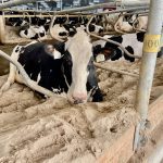 Holstein cows lying in a sand-bedding barn. 