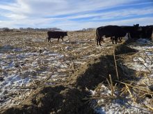 Cattle graze from feed dropped onto the ground by a truck and TMR mixer at a winter grazing tour on Bos Family Farms near Rapid City, Man., on Jan. 12, 2026. Photo: Miranda Leybourne