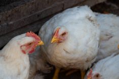 In the latter half of 2025, 5.6 per cent more more chicks were placed for broiler production than in the same period in 2024. Photo: Getty Images Plus
