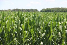 U.S. farmers grew the biggest corn crop in history last year at more than 17 billion bushels, stuffing the nation&rsquo;s grain bins and weighing on Chicago Board of Trade corn futures. Photo: John Greig
