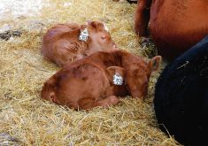 Calving season brings unique challenges, but implementing a practical biosecurity plan helps protect both your herd and your operation.