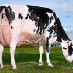 Vertdor Dempsey Minou is the 2025 Holstein Québec Favorite Cow. Photo: Holstein Québec