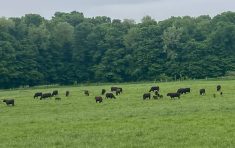 Cattle on pasture in Ontario.