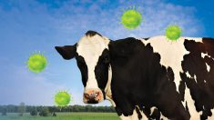 Head-on photo of a dairy cow with virus cells hovering around it. Photo: Diane Kuhl_GettyImages