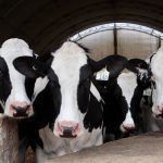 Older cows produce more milk than first lactation heifers, but not every cow makes sense to keep into later lactations, says Lactanet data. Photo: File