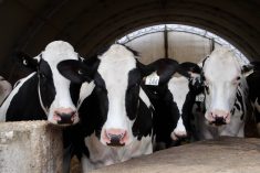 Older cows produce more milk than first lactation heifers, but not every cow makes sense to keep into later lactations, says Lactanet data. Photo: File