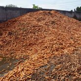 Carrots fed as an alternative feed to livestock on the Buis farm. PHOTO: MIKE BUIS