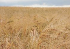 Feed Grain Weekly: Export market firming prices
