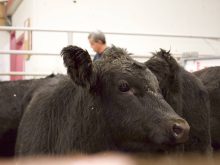 Cattle being sold at the Gladstone Auction Mart in Gladstone, Manitoba, on October 28, 2025. Photo: File
