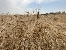 Western Canadian cash prices for wheat and durum stepped back during the week ended March 10, 2026, largely due to a stronger Canadian dollar. | Greg Berg photo
