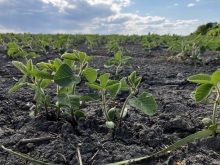 For 2026, farmers are unlikely to change their planting plans despite hikes in fertilizer prices. However, a provincial ag official said if changes were made, they would most likely be to soybeans or pulses. Photo: Greg Berg
