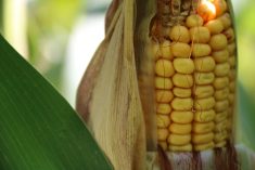 Close-up of a mature corn cob with yellow kernels visible on the stalk