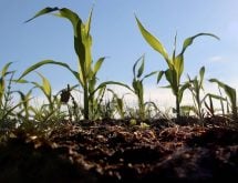 Healthy green corn stalks growing in rich, dark soil illustrating the link between soil organic matter and nitrogen mineralization for optimal crop growth.