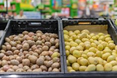 Fresh potatoes on display in a supermarket in Mexico. Photo: Sandor Mejias Brito/iStock/Getty Images
