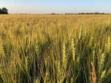 Ontario wheat maturing quickly in 2025. Photo: John Greig