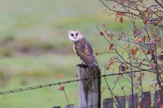 Barn owl bird at Delta BC Canada