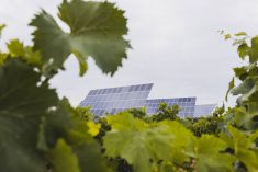 In the foreground, lush vines intertwine, Their vibrant green leaves shine with vitality, symbolizing renewal and a connection to nature. In the background, a cluster of solar panels reaches toward the sky, highlighting the concept of sustainable and environmentally friendly energy.
This photograph conveys the idea that clean energy and nature can work in synergy, promoting a greener and more sustainable future. Perfect for illustrating themes related to renewable energy, environmental care, sustainability, and the balance between technology and nature. Photo: iantfoto/iStock/Getty Images