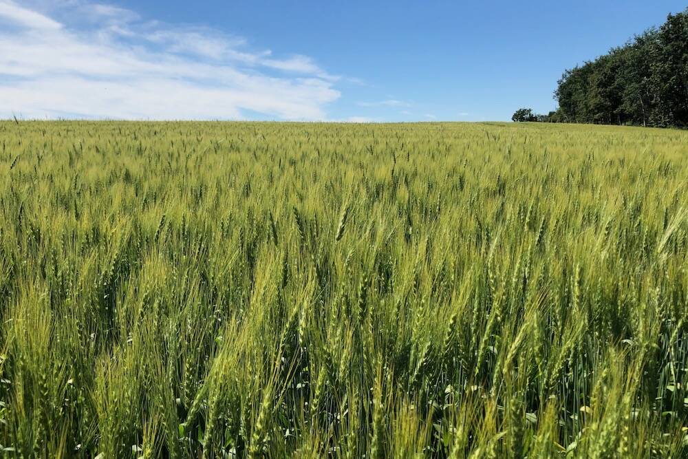 Wheat south of Ethelton, Sask. in August 2022. Pic: Dave Bedard