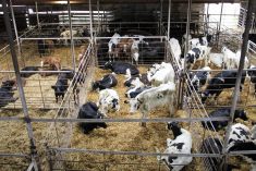 Live cattle gave up some of Tuesday&rsquo;s gains before settling slightly higher, with a meatpacking plant on strike and dry weather and fires in Nebraska further tightening historically low cattle numbers. Photo: Geralyn Wichers
