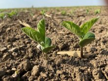 Soybeans shown close up at the first true leaf stage. Photo: File