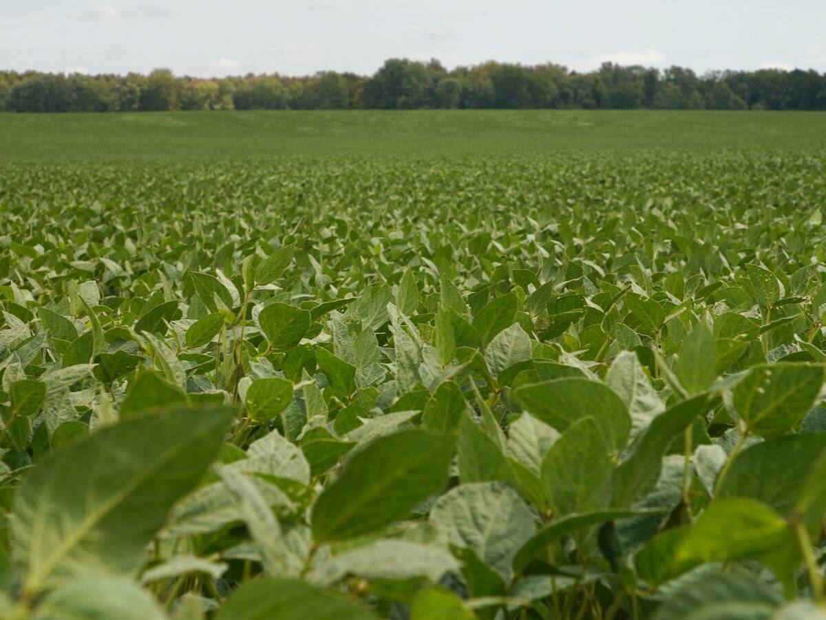 Keep in mind that soybean varieties today are more robust and branch more than their predecessors of decades past. Photo: John Greig