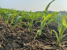 Corn is one of the crops that could be improved with research on frost tolerance. Photo: File