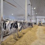 Visiting some of the herd at Character Holsteins earlier this year. Photo: Lora Bender