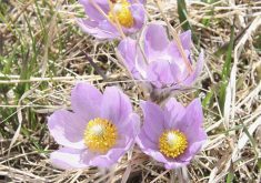 Crocuses in the spring. Photo: File