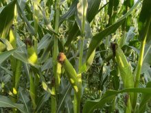Corn growing in an Ontario field mid-summer. Photo: File