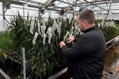 Syngenta wheat breeder Jon Rich checks hybrid wheat plants at a Syngenta research facility in Junction City, Kansas, U.S., February 19, 2026. REUTERS/Julie Ingwersen
