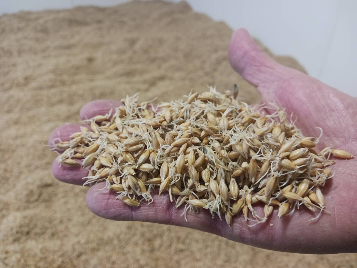 Byrne produces pale barley malt &ndash; the base malt used in most beer. Photo: Matt McIntosh 