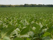 Agroconsult estimated Brazil&rsquo;s soybean crop for the 2025/26 season at a record 184.7 million metric tons.Photo: File
