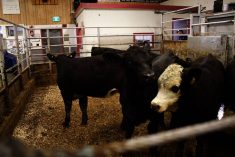 Analysts said despite the pressures on the business, the results from JBS&rsquo; North American beef division were better than expected, including the year-over-year margin compression. Photo: File
