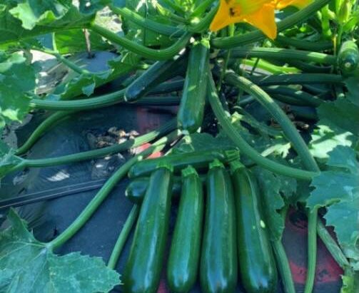 Syngenta's new Bladerunner squash was bred for improved harvestability. Photo: syngentavegetables.com
