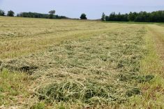 Alfalfa hay in windrows on an Ontario farm. Photo: John Greig